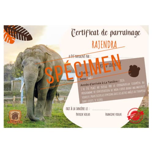La taniere, zoo, refuge, parc animalier, cadeau, adulte, enfant, bébé, certificat, parrainage, animaux, noël, anniversaire, elephant