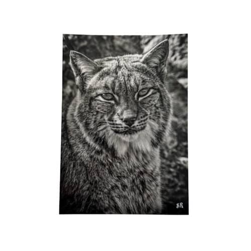 La Tanière, zoo, refuge, parc animalier, Chartres, Eure et Loir, souvenir, carte postale, cadeau, maison, collection, animaux, lynx